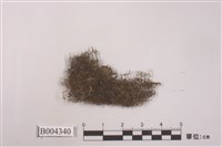 藏品(硬指葉蘚)的圖片